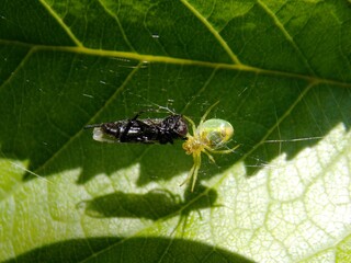 a small spider with captured prey