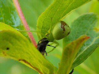 a small spider with captured prey