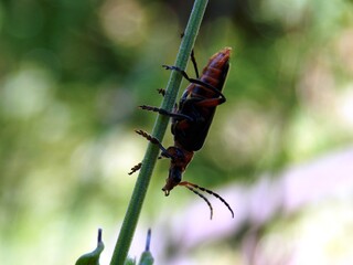 beetle on a blade of grass