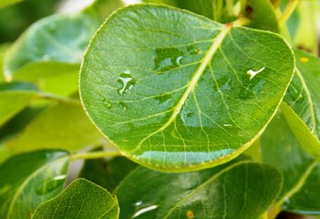 rain water on the leaf