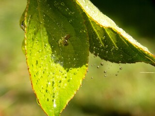 raindrops on a spider web and a spider