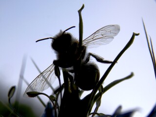 a bee on a flower