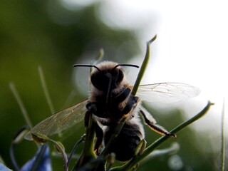 a bee on a flower