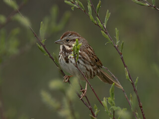 Song Sparrow perched in a small bush among early spring buds