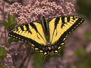 Eastern Tiger Swallowtail on lilac bush top view