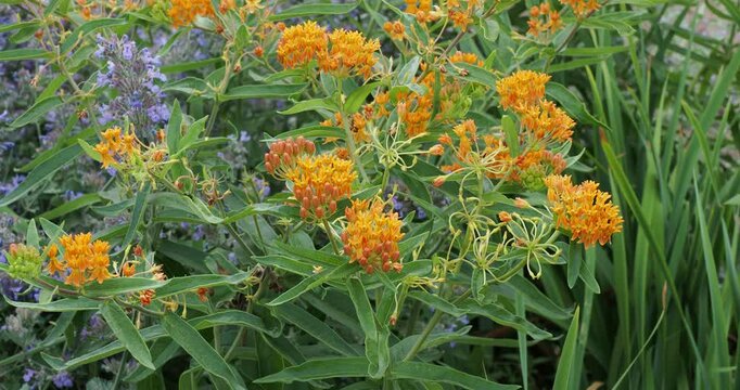Asclepias tuberosa - Butterfly weed plant producing lanceolate hairy green leaves in spirals around purple stems with orange and yellowish flowers and buds in terminal umbels 
