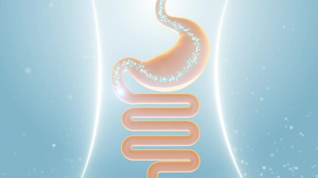Gastrointestinal probiotics promote intestinal motility, restore intestinal motility, and protect intestinal health, 3D animation rendering