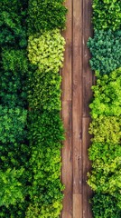 Lush Green Vegetation with Wooden Pathway in Nature Environment