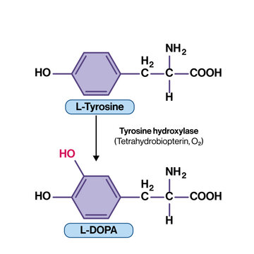 L DOPA Synthesis from L Tyrosine Vector Illustration Tyrosine Hydroxylase Enzyme Reaction Catecholamine Biosynthesis Step EPS Format White Background

