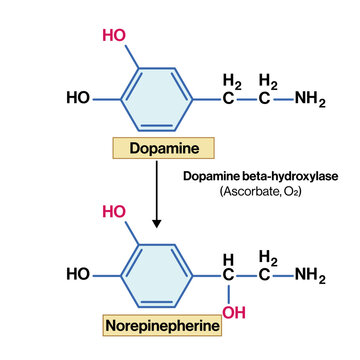 Norepinephrine Formation from Dopamine Vector Illustration Dopamine Beta Hydroxylase Enzyme Reaction Catecholamine Biosynthesis Pathway EPS Format White Background