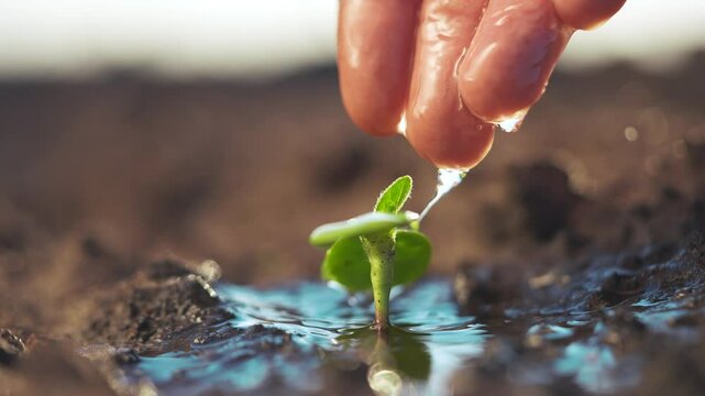 Hand is holding a small plant. Seedlings growing in the soil with watering hands. A lily of the valley nurtures the sprouts of nature. A small plant is being held by a lifestyle hand.