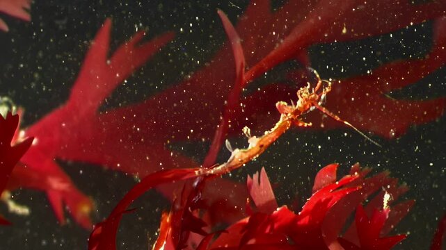 A Caprella septentrionalis, or sea goat, gracefully moves amongst vibrant red algae. This fascinating marine creature was observed on the seabed of the White Sea, Arctic Ocean.