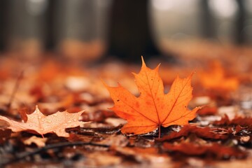 Autumn autumn leaves forest.