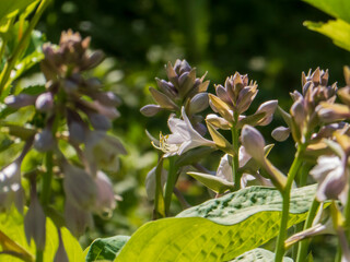 Hosta Flower Buds and Blooms Emerging in a Sunny Garden