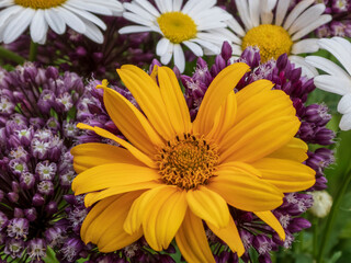Vibrant Yellow Heliopsis Flower Contrasting with Purple Allium and White Daisies