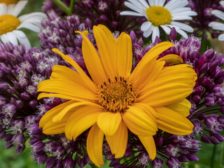 Vibrant Yellow Heliopsis Flower Amidst Purple Allium and White Daisies