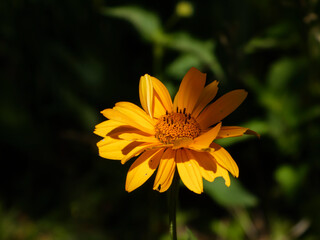 Dramatic Yellow Heliopsis Flower Illuminated Against a Dark Green Backdrop