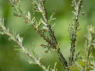 Aphids on plant stem. Gardening and pest insects concept