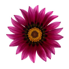 美しいニューデイピンクシェードの花