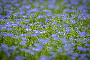 Pretty flax seeds flowers in the Sussex countryside, on a summer's day