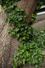 Close-up of green ivy climbing up the textured bark of a tree trunk. Natural forest vegetation with...