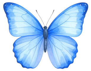Obraz premium Watercolor Blue Butterfly