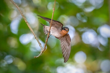 Pacific Swallow with scientific name is Hirundo tahitica