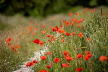 Vibrant poppies growing along the South Downs Way, on a summer's day in Sussex