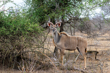 Greater kudu (Tragelaphus strepsiceros) male with big horns is searching for food in the Kruger National Park in South Africa
