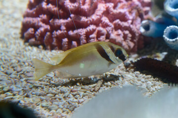 Barred Spinefoot (Siganus virgatus) under water