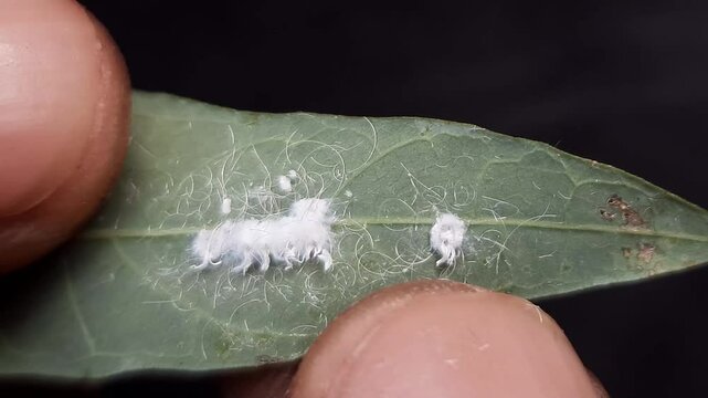 Macro footage of mealybugs on cassava leaf