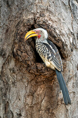 Southern yellow-billed hornbill (Tockus leucomelas). The hornbill couple showed love to each other...