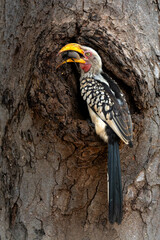 Southern yellow-billed hornbill (Tockus leucomelas). The hornbill couple showed love to each other...
