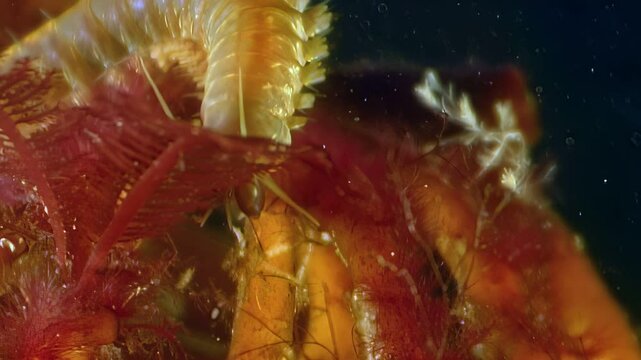 Witness a Nereis virens worm moving along the seabed. This marine creature was observed in its natural habitat within the White Sea near the Arctic Ocean.
