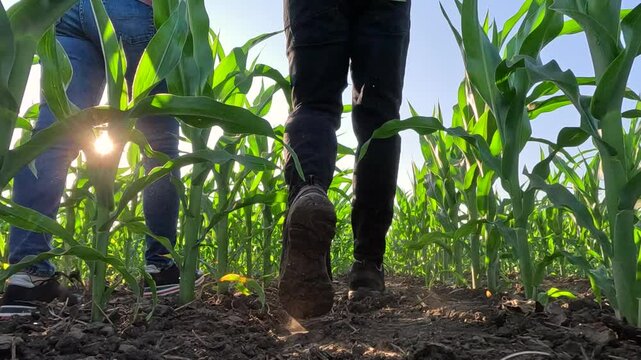 Young farmer and a female agronomist walk through rows of green corn in a agricultural field at sunset, analyzing the condition of the crops, low angle view - slow motion