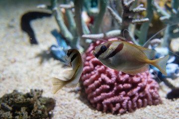 Barred Spinefoot (Siganus virgatus) under water
