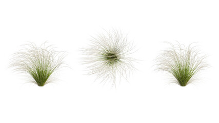 mexian feather grass set isolated on transparant background. 3d illustration