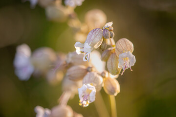 forget me not flowers