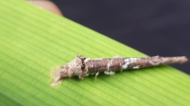 Macro footage of a case-bearing insect on green leaf