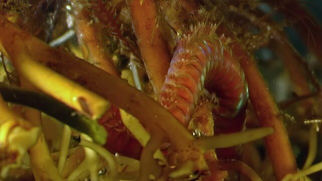 Beneath Arctic waters, witness Nereis virens, a sea worm, foraging amidst the seabed vegetation in the White Sea. Observe its natural habitat in this glimpse of marine life.