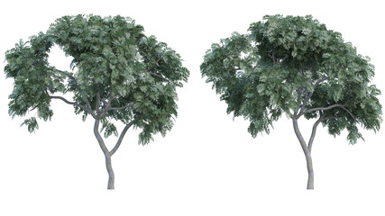 curry tree set isolated on transparant background. 3d illustration