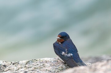Barn swallow perched on a rock.