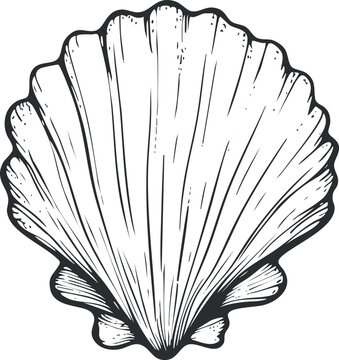 Black and white detailed illustration of a scallop seashell with natural texture and lines