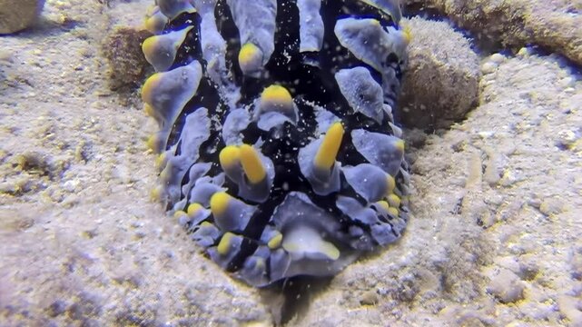 Observe an ornate dorid nudibranch with its delicate branching gills, crawling along the sandy ocean floor. This occurred in the South China Sea during daylight hours.