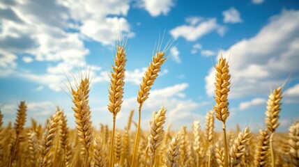 Fototapeta premium Golden wheat stalks against a partly cloudy sky