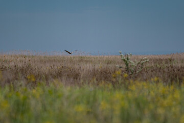 Western Marsh Harrier (Circus aeruginosus) Hovering Above the Reeds in the Danube Delta, Romania – Majestic Bird of Prey in Pristine Wetland Habitat of Eastern Europe
