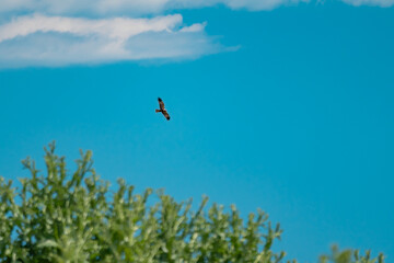 Western Marsh Harrier (Circus aeruginosus) Hovering Above the Reeds in the Danube Delta, Romania – Majestic Bird of Prey in Pristine Wetland Habitat of Eastern Europe