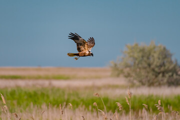 Western Marsh Harrier (Circus aeruginosus) Hovering Above the Reeds in the Danube Delta, Romania...