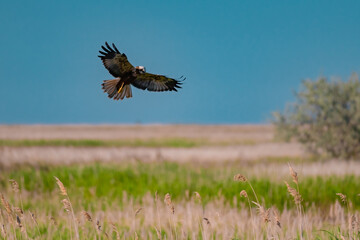 Western Marsh Harrier (Circus aeruginosus) Hovering Above the Reeds in the Danube Delta, Romania – Majestic Bird of Prey in Pristine Wetland Habitat of Eastern Europe