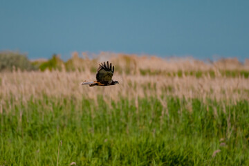 Western Marsh Harrier (Circus aeruginosus) Hovering Above the Reeds in the Danube Delta, Romania...